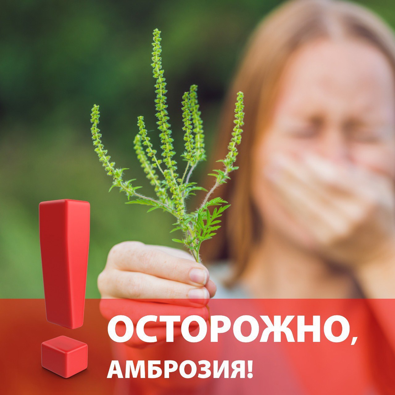 Опасный враг на наших участках – Амброзия полыннолистная!