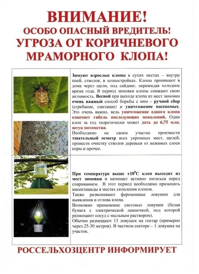 Опасный вредитель, мраморный клоп!
