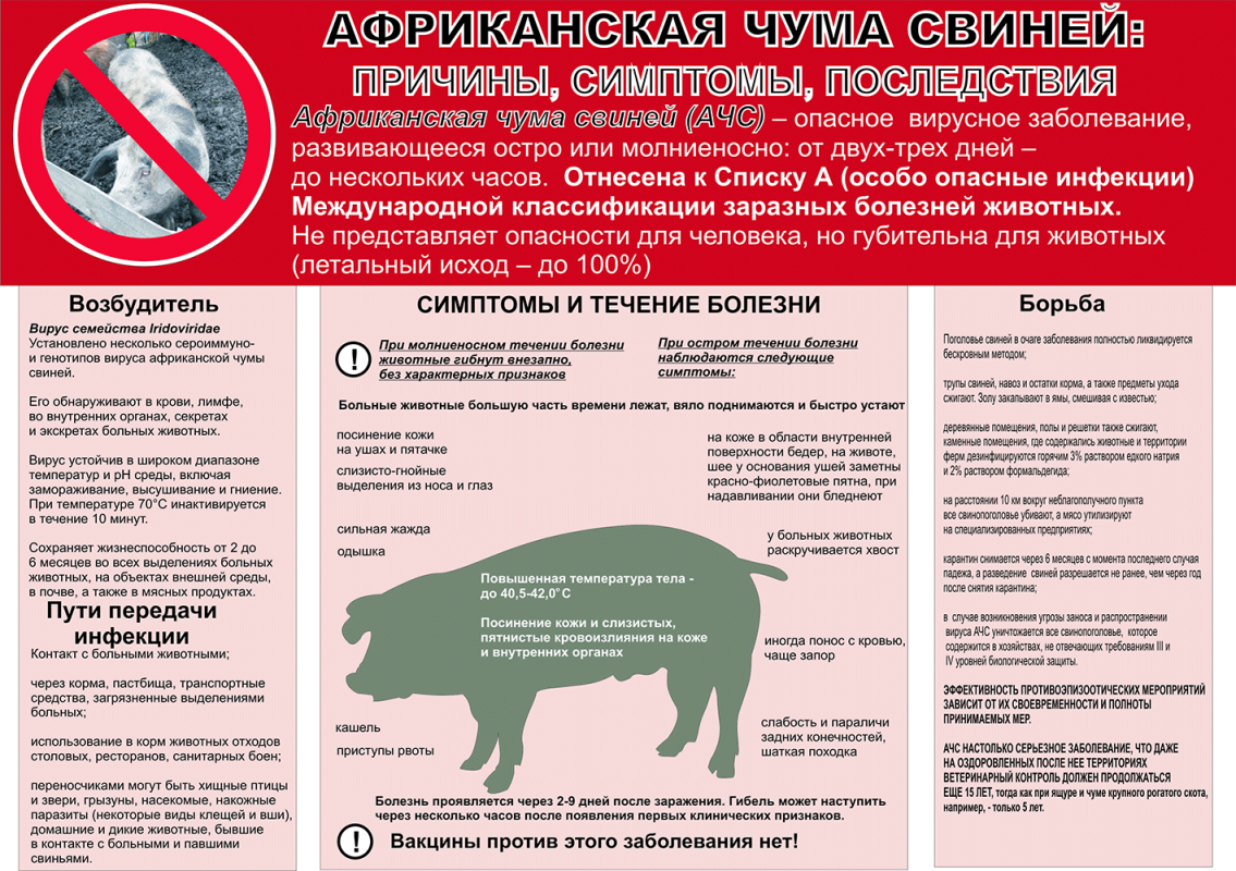 АЧС